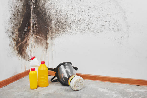 Best Residential Mold Remediation in Edinburg, VA