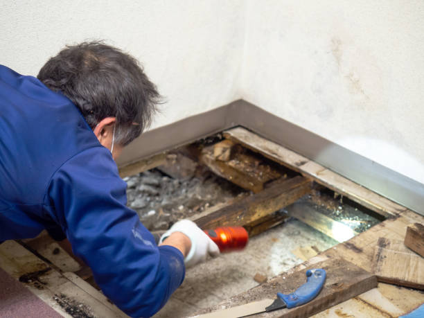 Best Bathroom Mold Remediation in Edinburg, VA