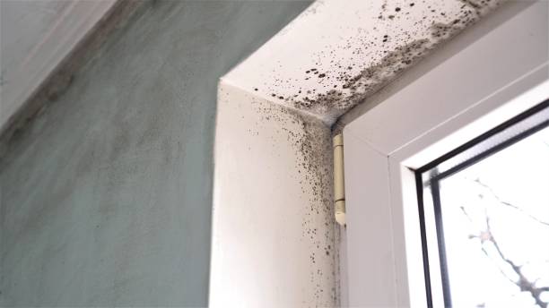 Best Localized Mold Remediation (e.g., coastal areas, humid climates) in Edinburg, VA