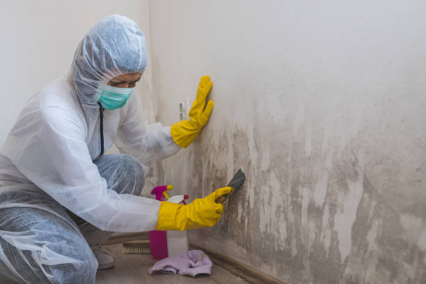 Best Commercial Mold Remediation in Edinburg, VA