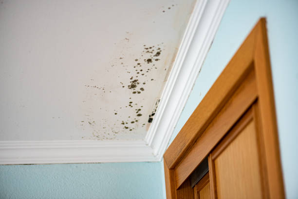 Best Mold Testing and Inspection Services in Edinburg, VA