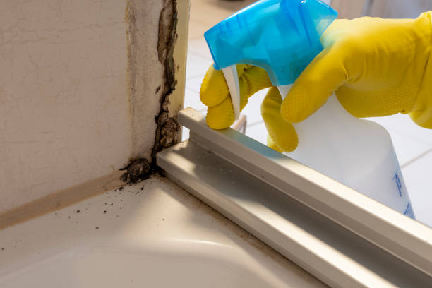 Best Preventive Mold Services in Edinburg, VA
