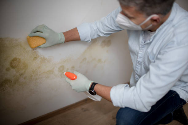 Best Mold Remediation for Schools in Edinburg, VA
