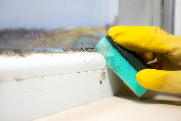 Best Insurance-Related Mold Remediation in Edinburg, VA
