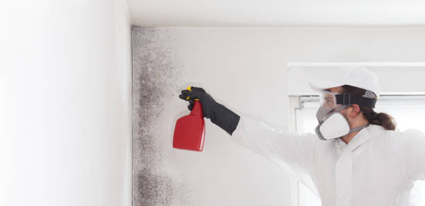 Best Emergency Mold Remediation in Edinburg, VA