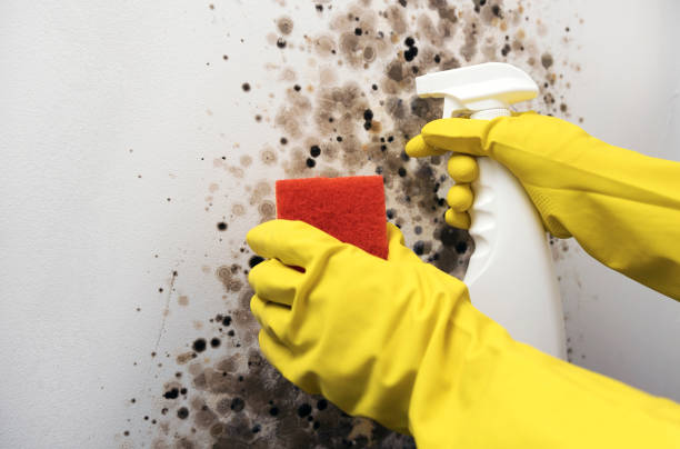 Best Residential Mold Remediation in Edinburg, VA