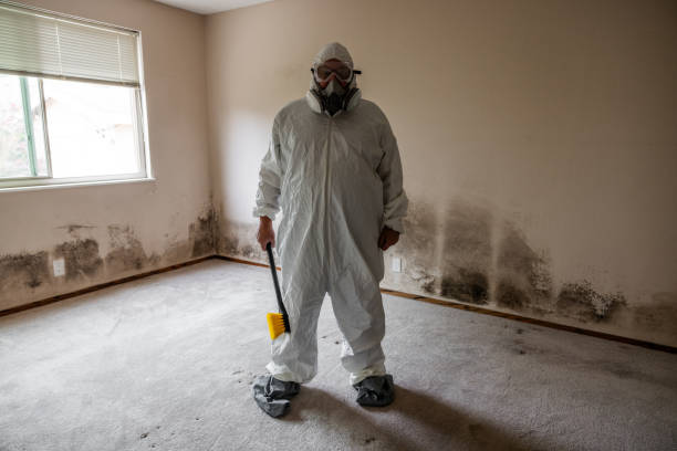 Best HVAC Mold Remediation in Edinburg, VA