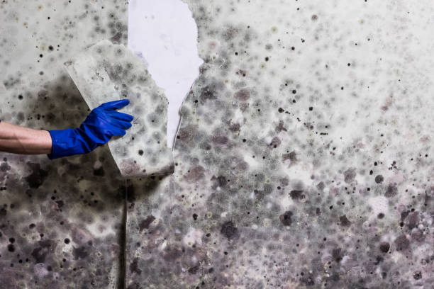 Best Residential Mold Remediation in Edinburg, VA