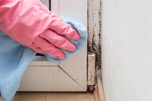 Best Post-Flood Mold Remediation in Edinburg, VA