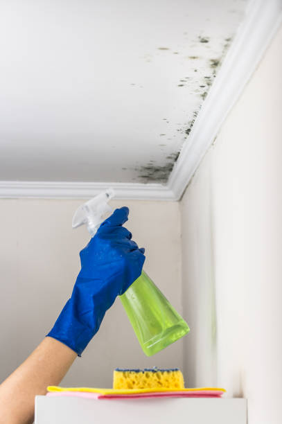 Best Residential Mold Remediation in Edinburg, VA