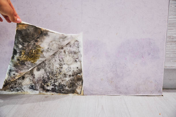 Best Residential Mold Remediation in Edinburg, VA